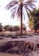 بئر عريعرة المطمورة