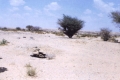 إحدى آبار وسيع